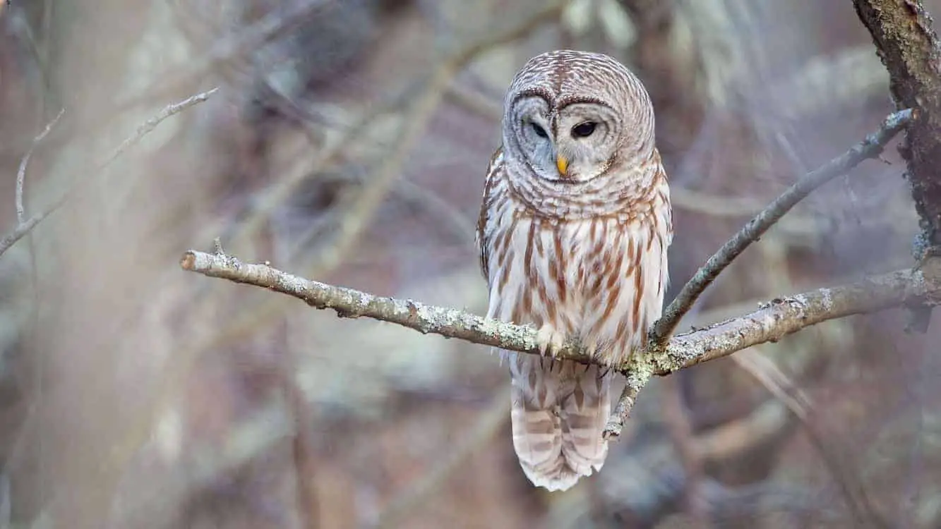 How To Attract Owls To Your Yard Wild Bird World
