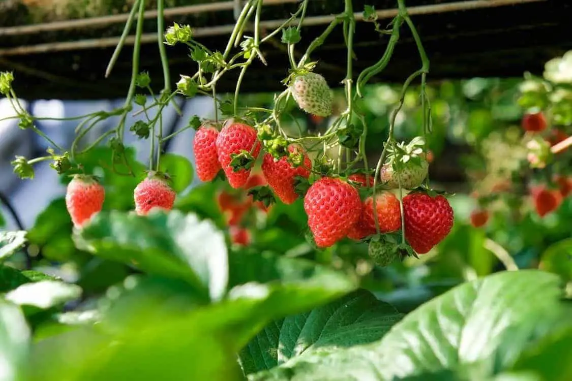 How To Keep Birds Away From Strawberries In Your Yard Wild Bird World