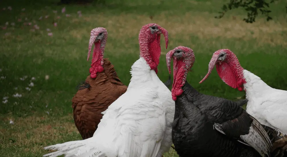 turkeys