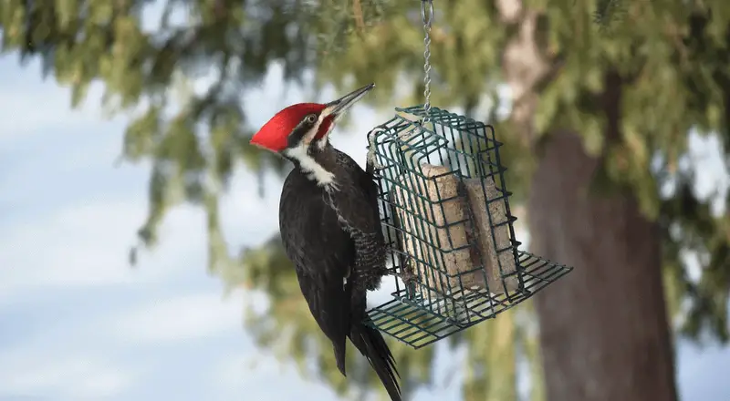 woodpecker