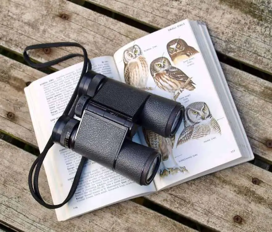 The best binoculars for birding of 2019 - Business Insider