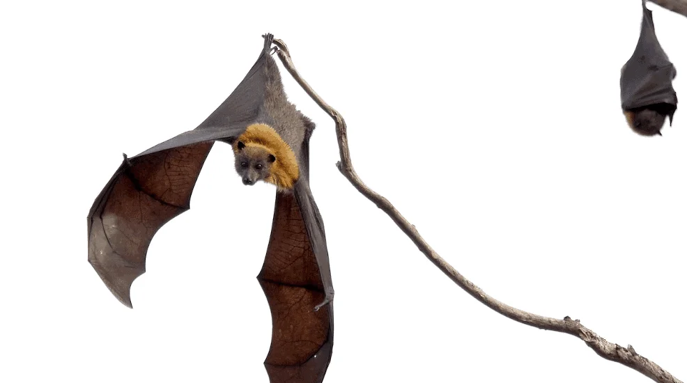 bats bats