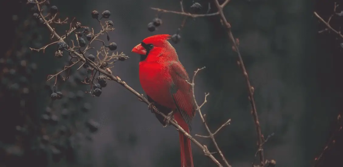 red cardinal