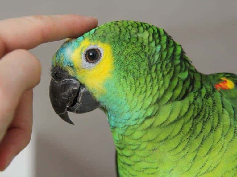 How Much Does A Pet Bird Cost Wild Bird World