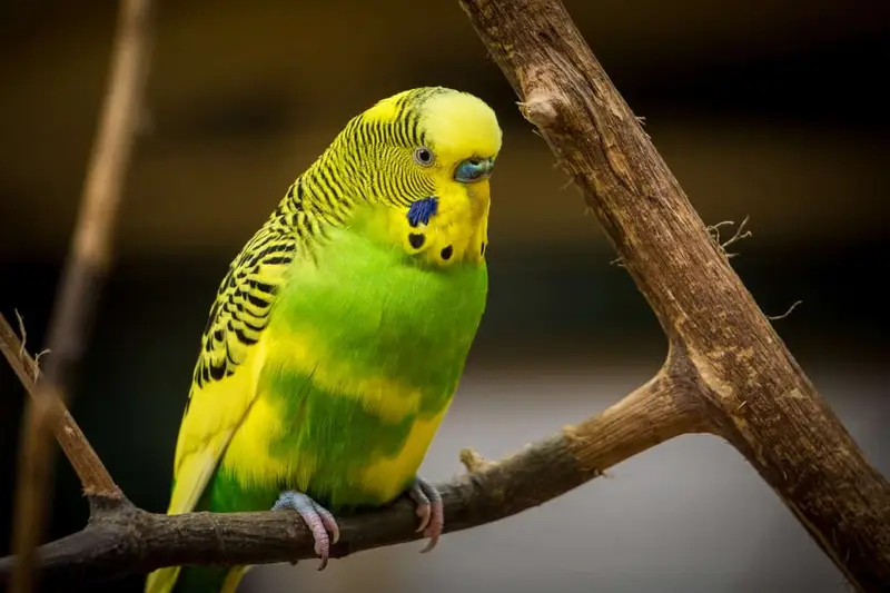 budgie teddy