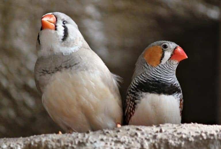 How Much Does A Pet Bird Cost Wild Bird World