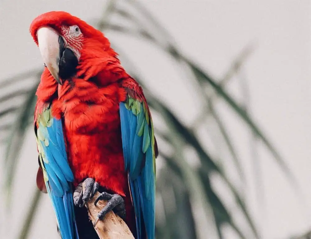 cockatoo bird cost cockatoo bird cost
