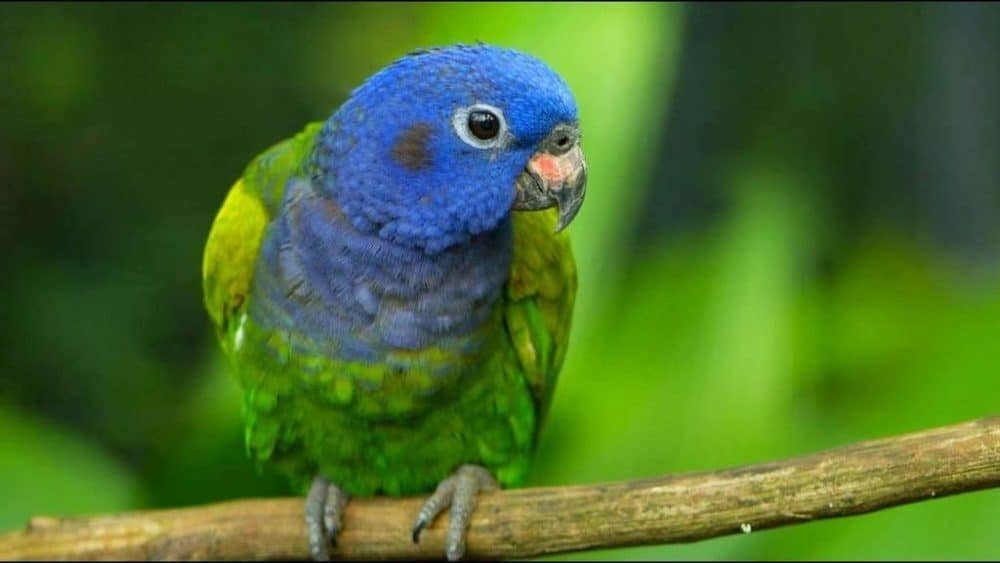 How Much Does a Pet Bird Cost? Wild Bird World