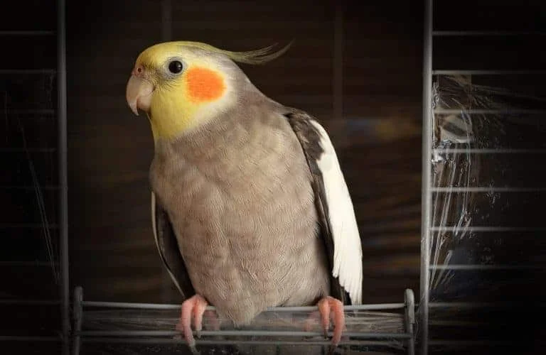 How Much Does a Pet Bird Cost? Wild Bird World