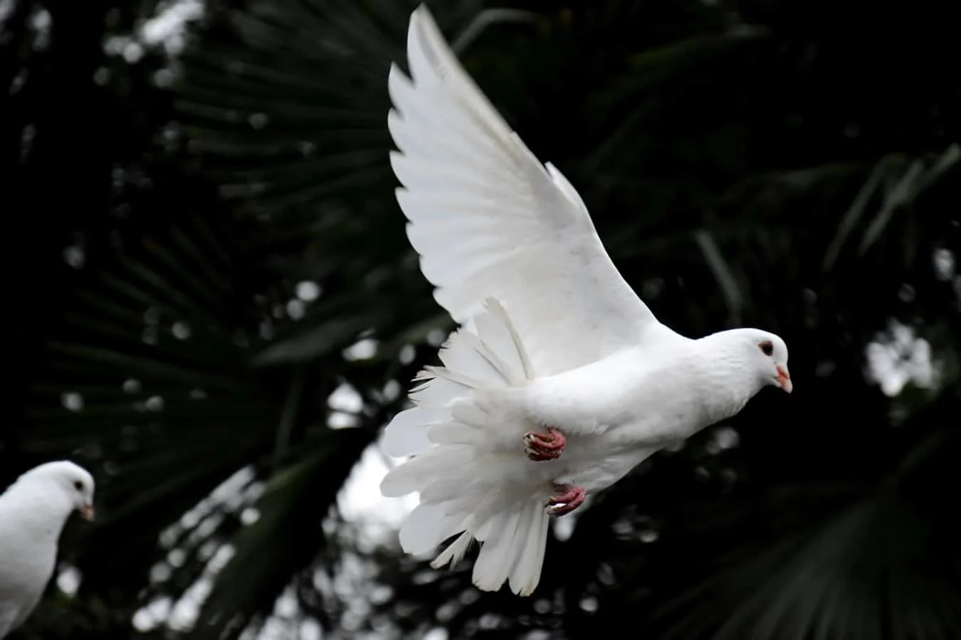 attract doves your backyard