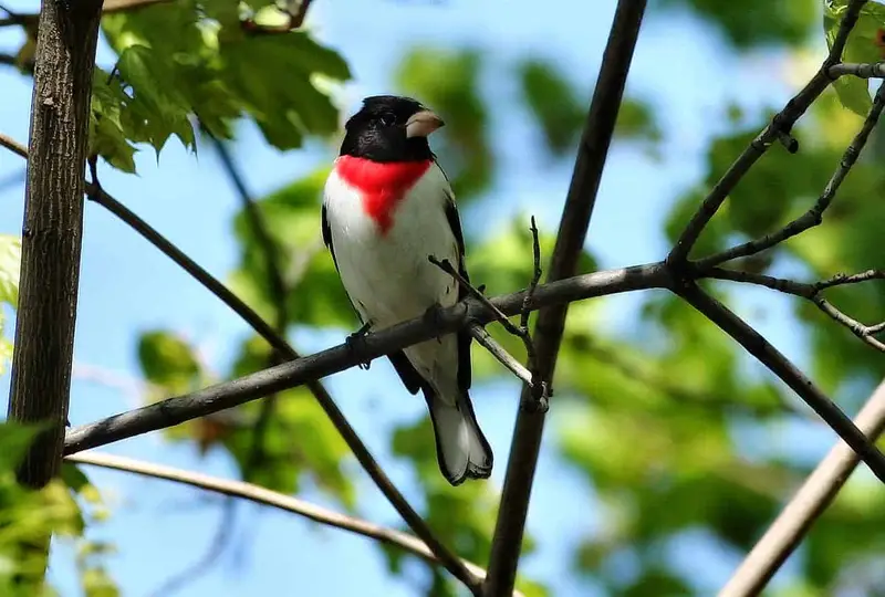 rose-breasted-grosbeak-male-1372663-1279x863