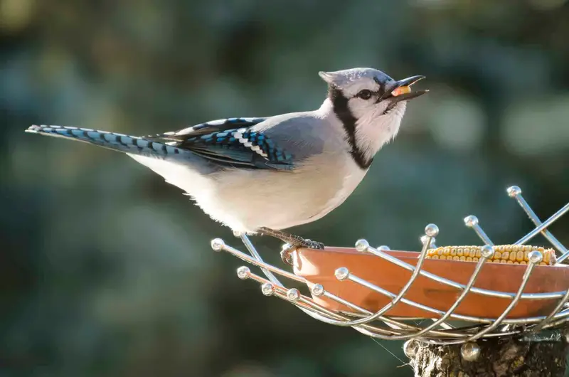 blue jays bird food