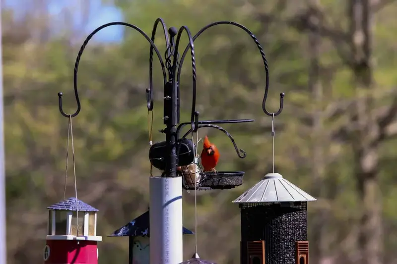 extra tall bird feeder pole