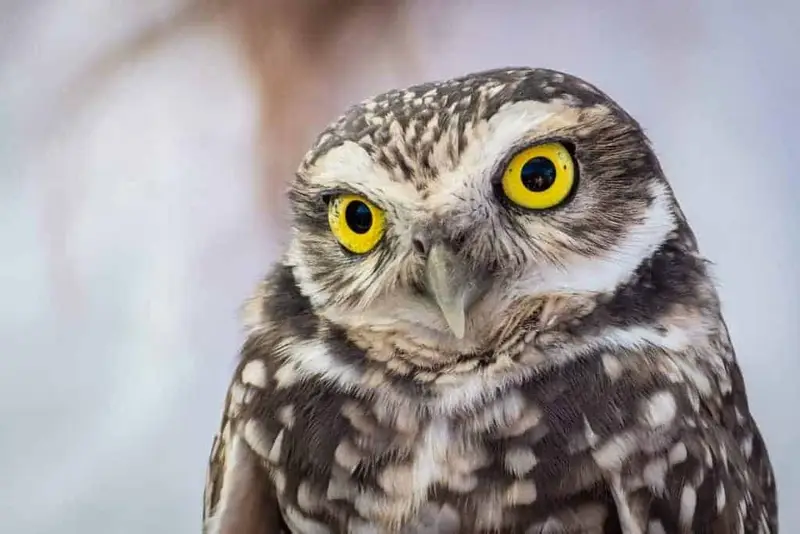 burrowing owl in florida