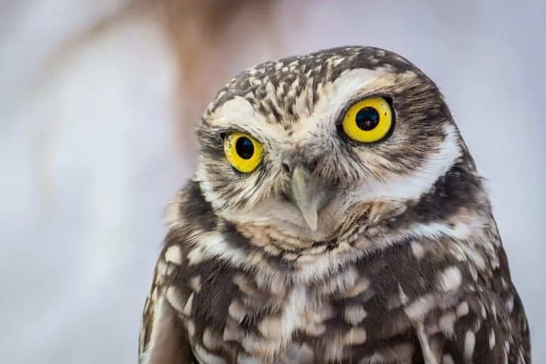 Owls in Oklahoma (6 Species with Pictures) Wild Bird World