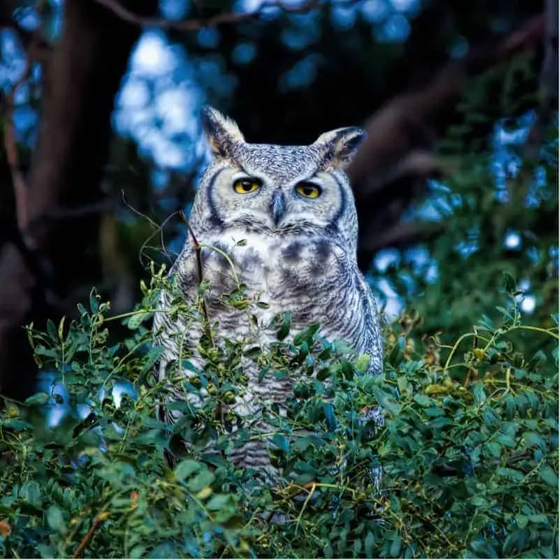 great horned owl in florida