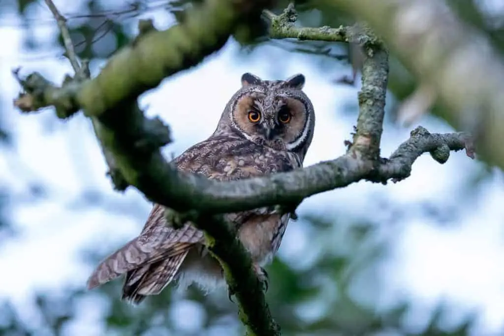 long eared owl