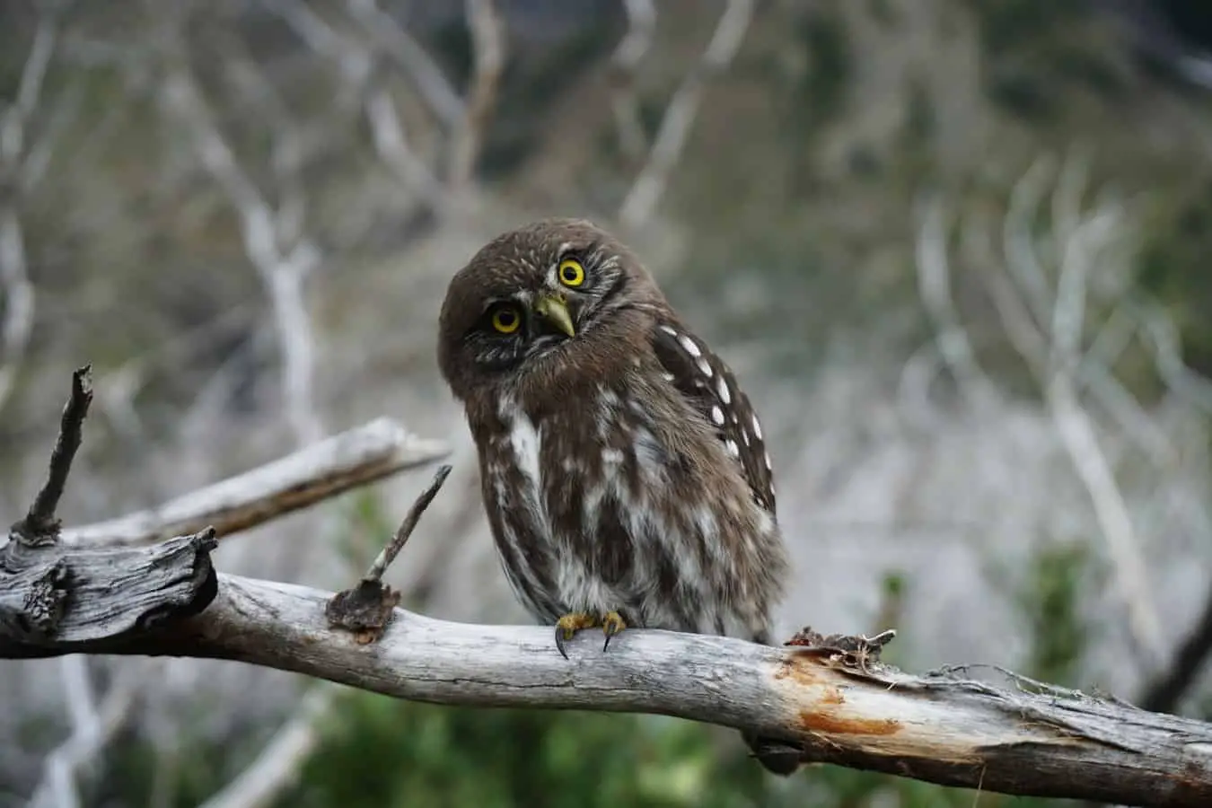 owl in georiga