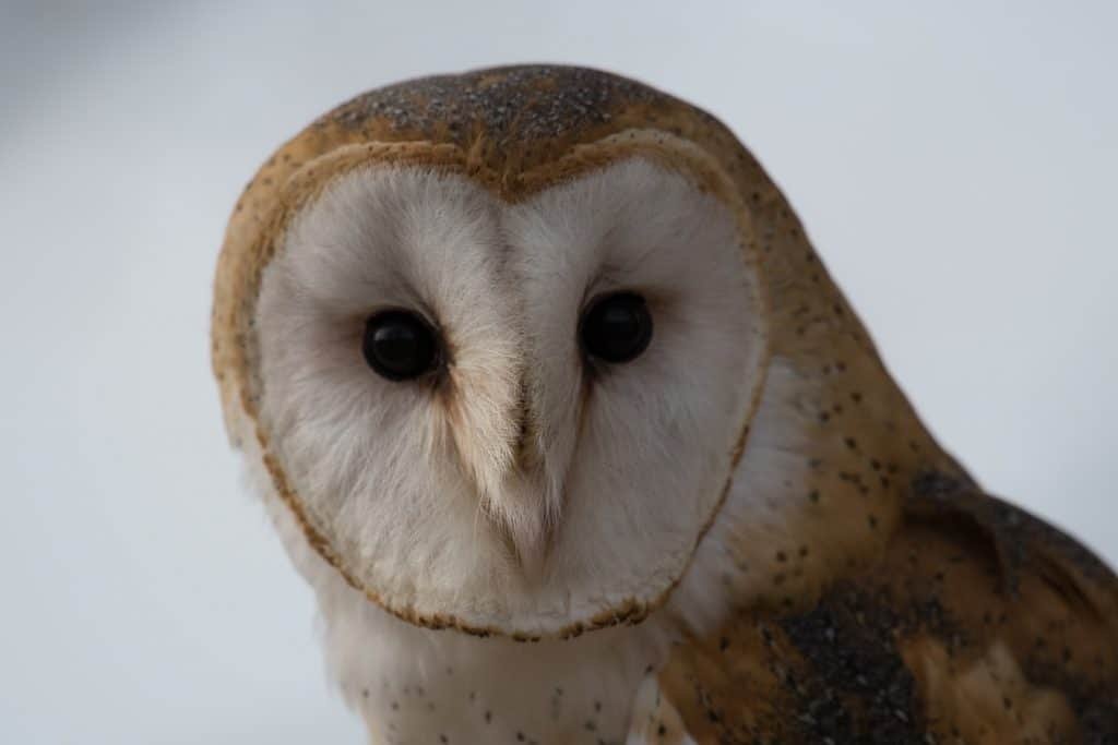 barn owl in florida