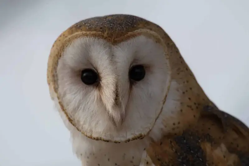 Owls In Pennsylvania 9 Species With Pictures Wild Bird World