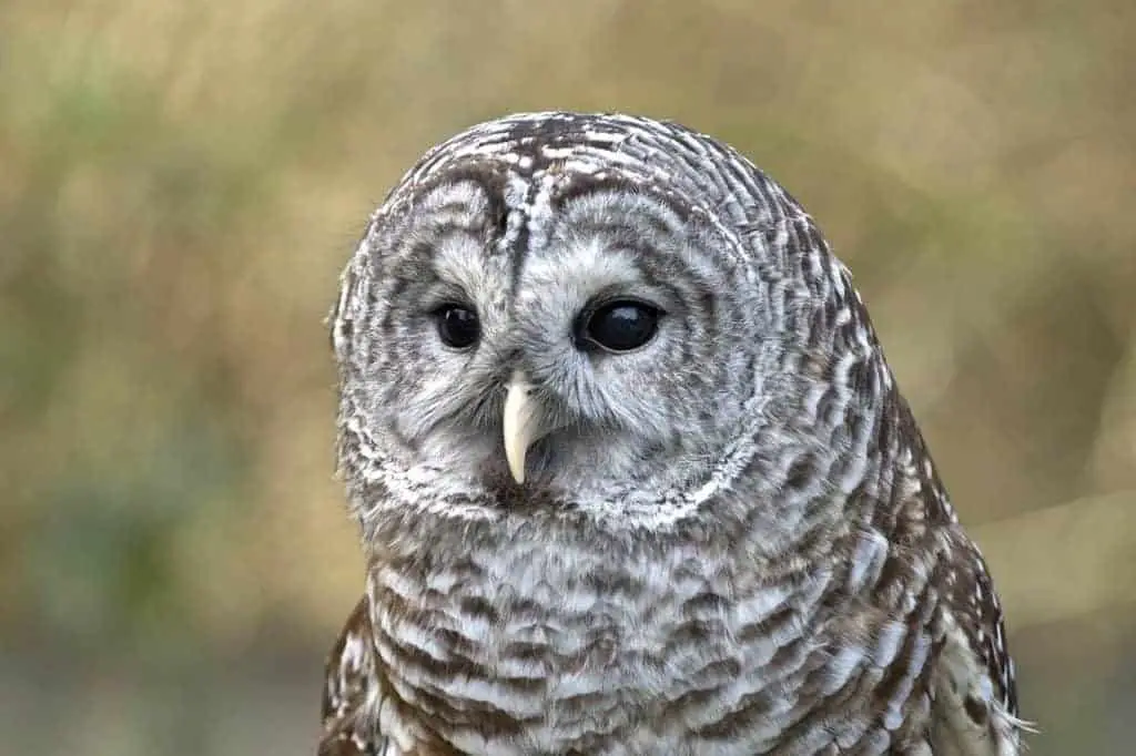 barred owl