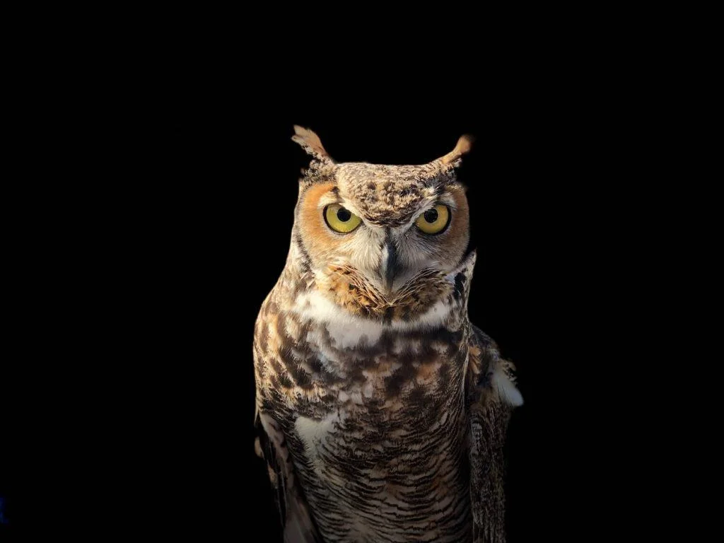 Eastern Screech Owl in florida