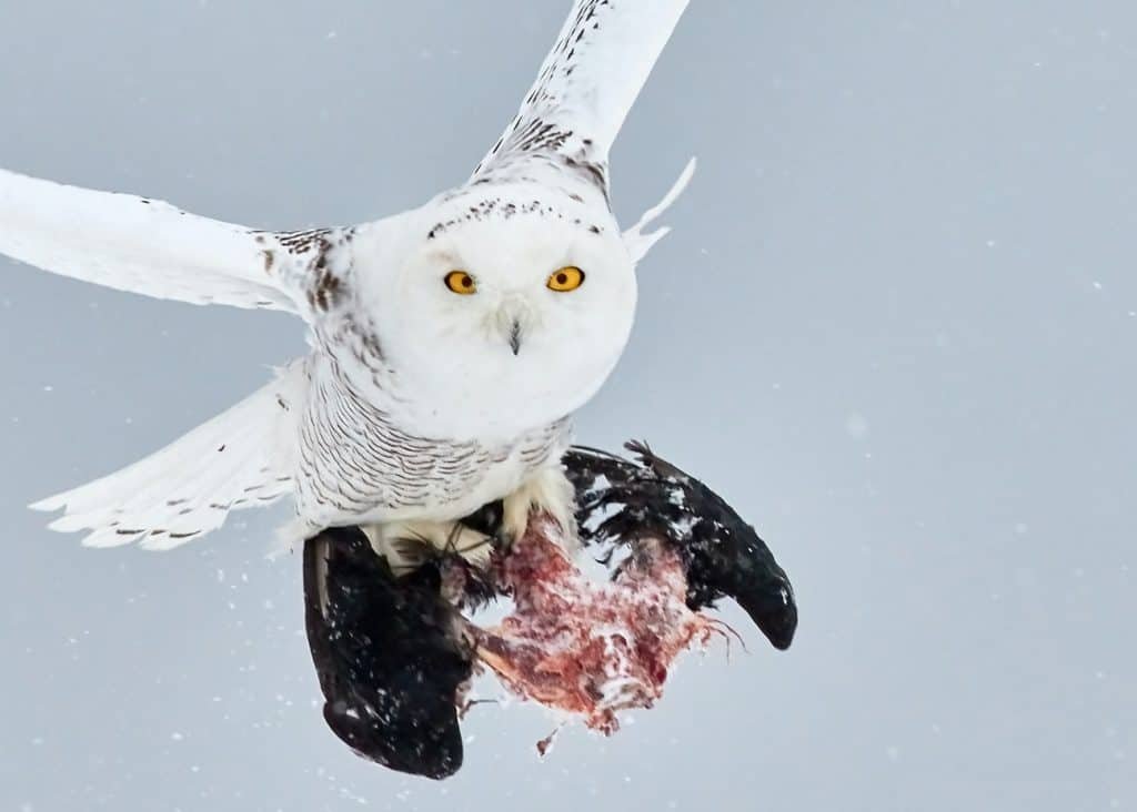 snowy owl