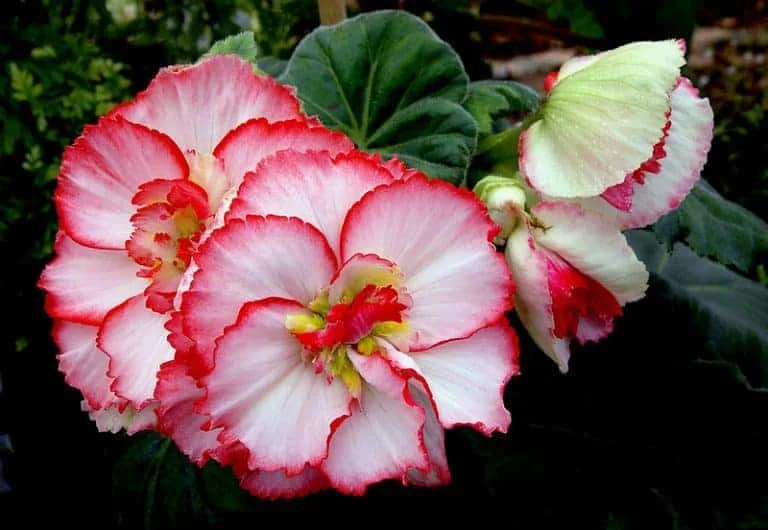 begonias