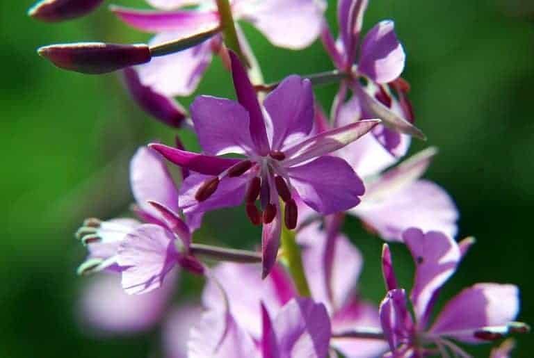 fire weed plant