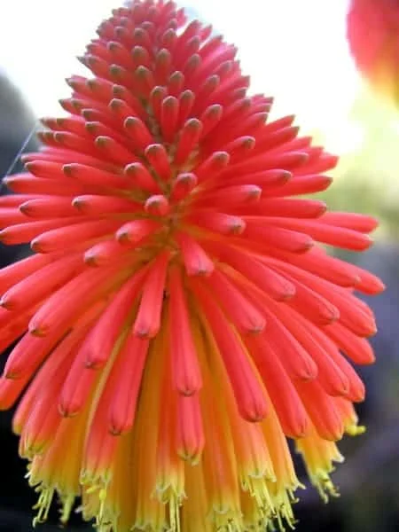 Red hot poker