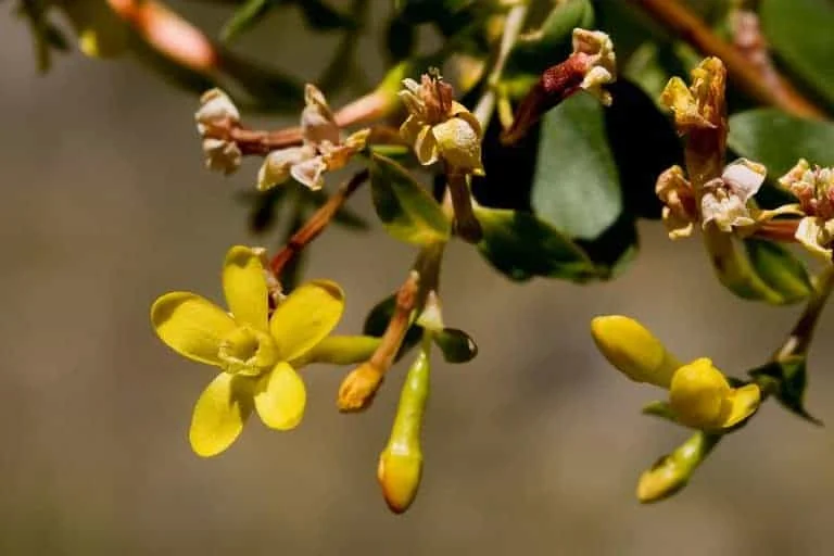 Ribes aureum