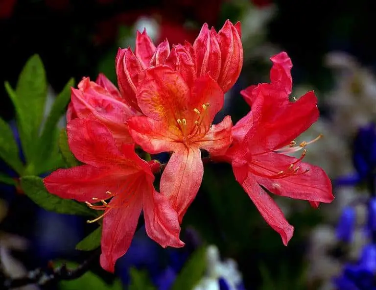 azalea plant fir hummingbird