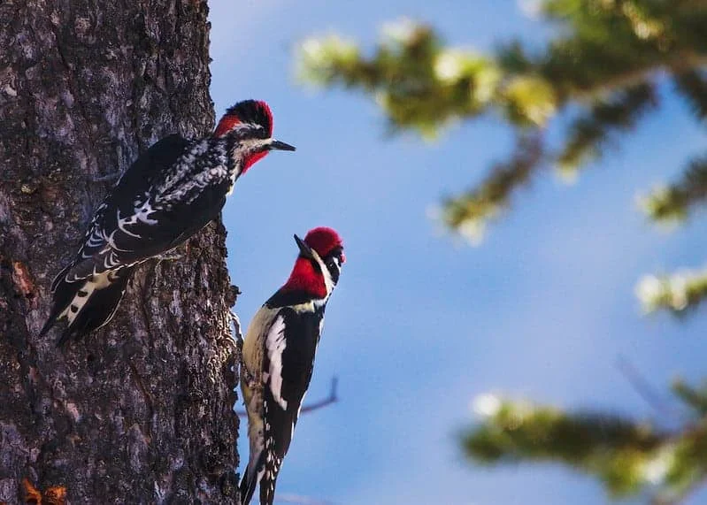 Red-naped Sapsucker