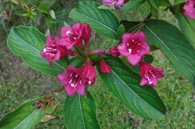 weigela