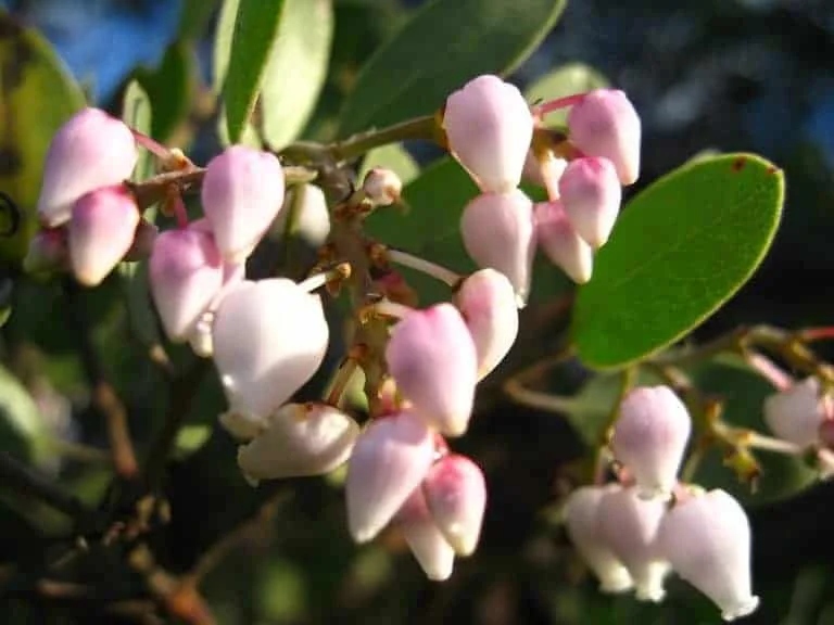 Manzanita flower