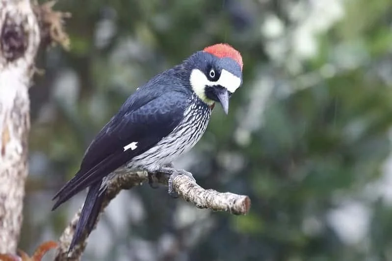 Acorn Woodpecker