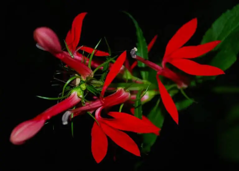 red cardinal flower