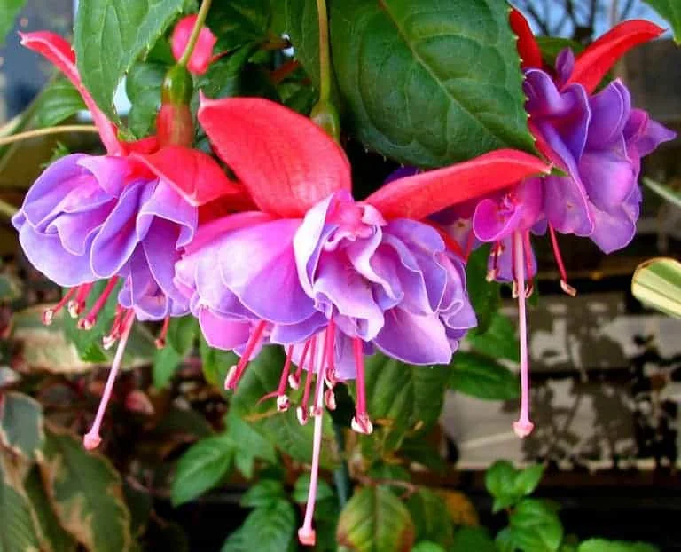 Fuchsias