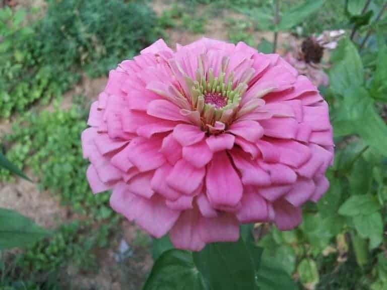 zinnia