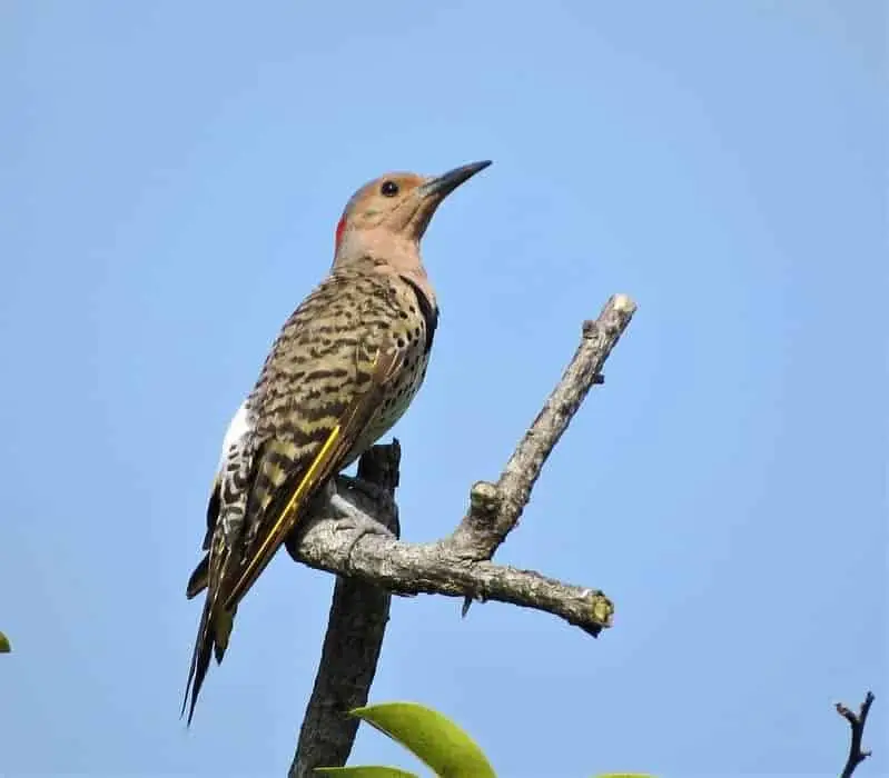 female woodpeckers in colorado