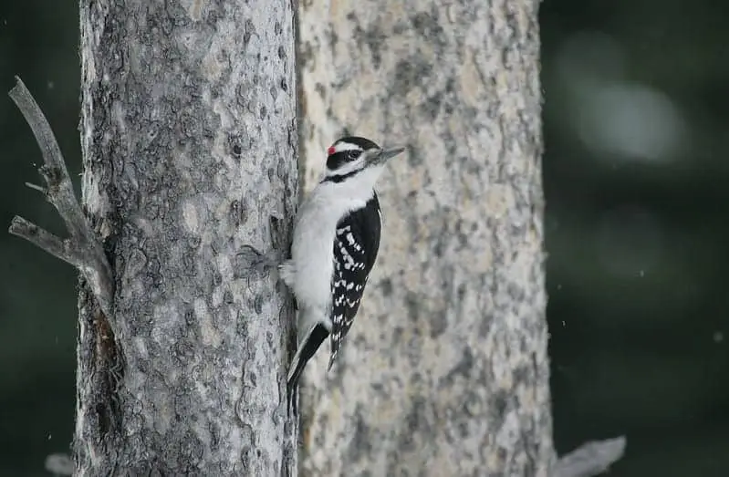 Hairy Woodpecker