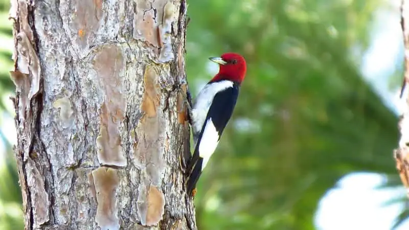 Woodpeckers In Ohio 7 Species With Pictures Wild Bird World,Dog Seizures Eyes