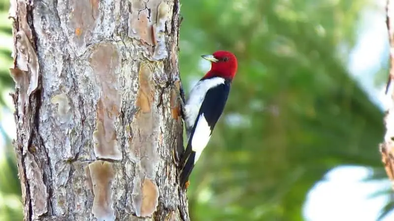 Red-headed Woodpecker