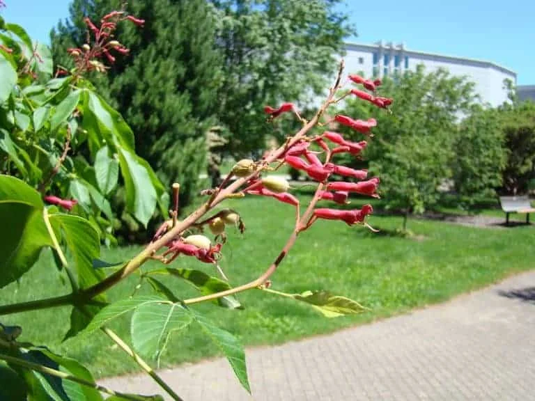 Red Buckeye