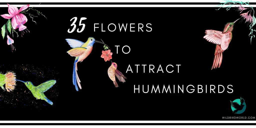 35 flowers to attract hummingbirds