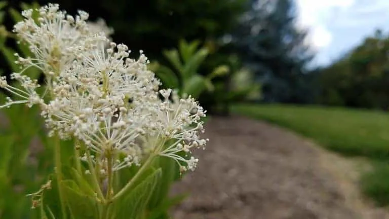 Ceanothus americanus