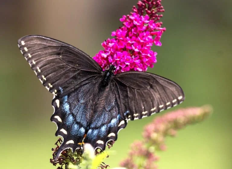 Butterfly Bush