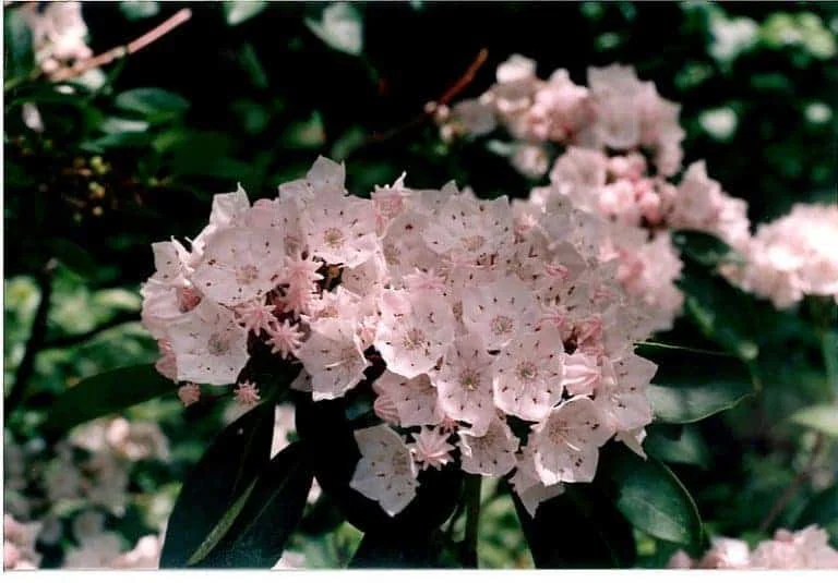 Kalmia latifolia