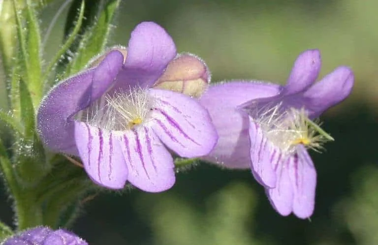 Penstemon