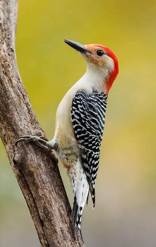 Red-bellied Woodpecker